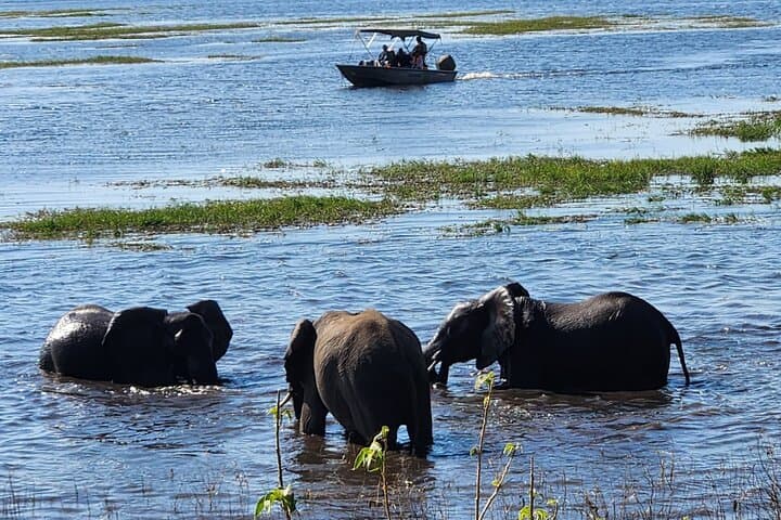 Chobe River Half-Day Safari: Elephants & Wildlife from Kasane photo 4