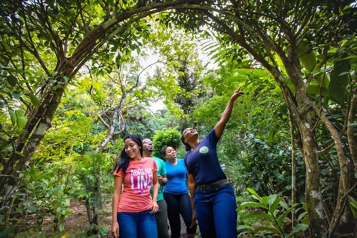 St Lucia Zipline & Aerial Tram Rainforest Canopy Tour photo 6