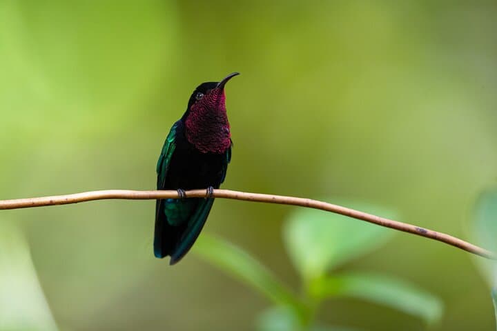 Guided Birdwatching at Castries Waterworks Forest Reserve, St Lucia photo 2