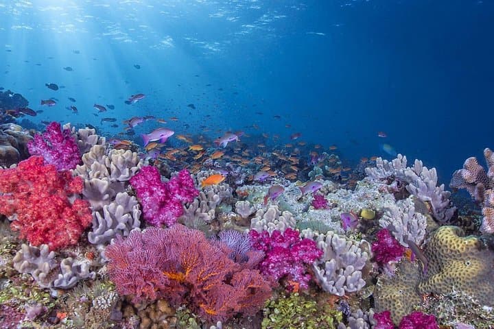 Clear-Boat Tour to Bimini Road: See Sea Turtles, Rainbow Reef & Atlantis Ruins photo 4