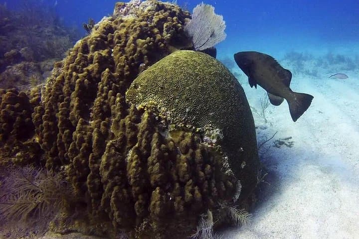 Clear-Boat Tour to Bimini Road: See Sea Turtles, Rainbow Reef & Atlantis Ruins photo 2