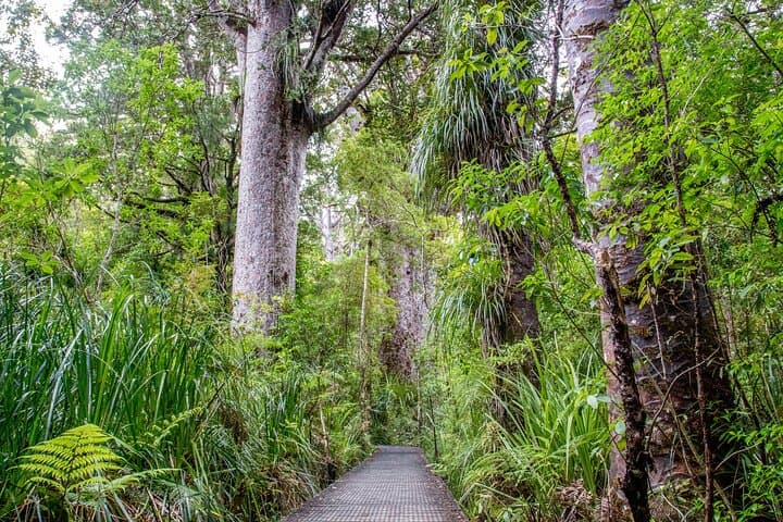 Guided Puketi Kauri Forest Walk: Bay of Islands Kauri & Māori Heritage photo 1