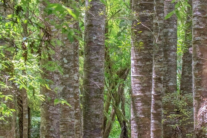Guided Puketi Kauri Forest Walk: Bay of Islands Kauri & Māori Heritage photo 2