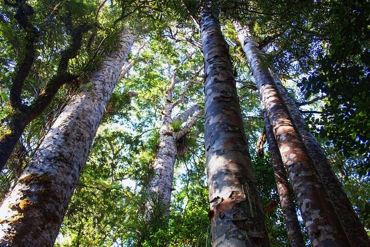 Guided Puketi Kauri Forest Walk: Bay of Islands Kauri & Māori Heritage photo 3