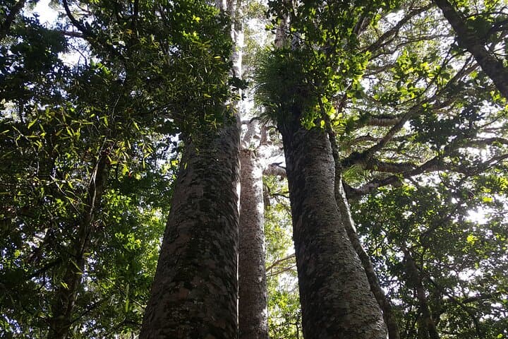 Guided Puketi Kauri Forest Walk: Bay of Islands Kauri & Māori Heritage photo 4