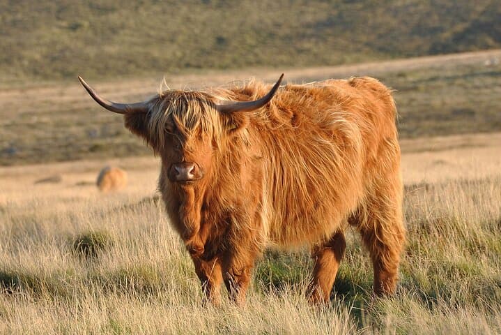 Orkney Echoes: Private Half-Day Cultural & Coastal Tour from Kirkwall photo 3