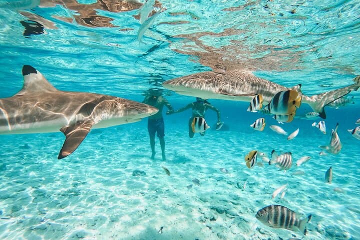 Full-Day Bora Bora Lagoon Tour with Snorkeling and Motu Lunch photo 2