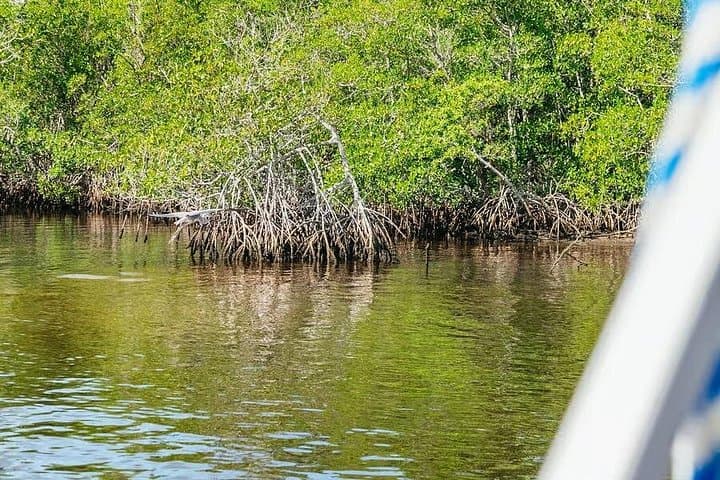 2-Hour Ten Thousand Islands Wildlife Adventure from Naples — Dolphins, Ospreys & Mangroves photo 2