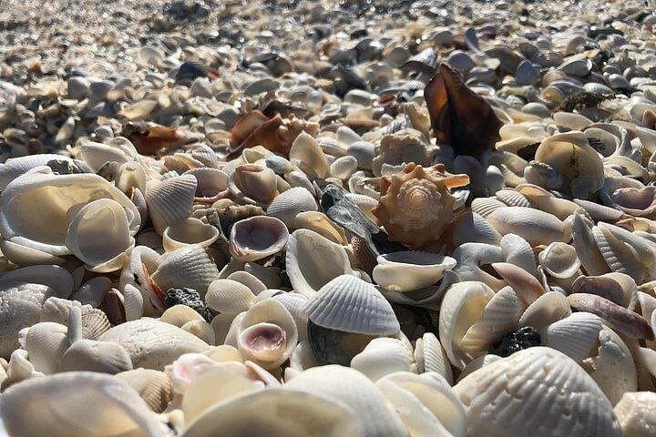 Keewaydin Island Shelling Adventure: 3-Hour Ten Thousand Islands Cruise from Naples photo 1