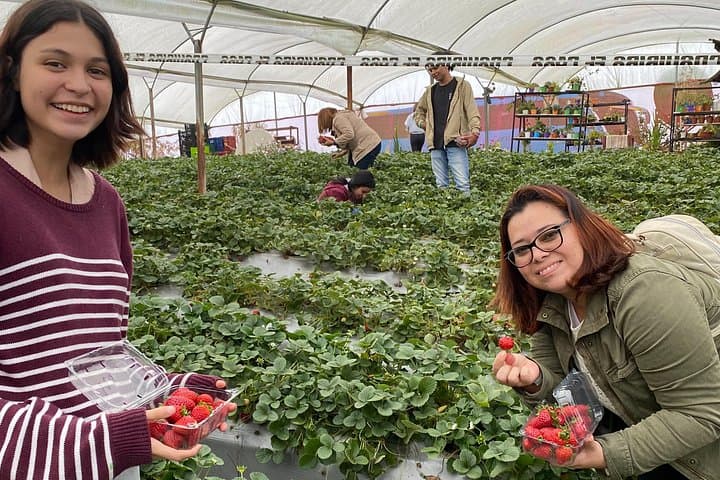 Private Poás Volcano Day Trip with Strawberry Farm Tasting from Alajuela photo 4