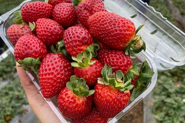 Private Poás Volcano Day Trip with Strawberry Farm Tasting from Alajuela photo 5