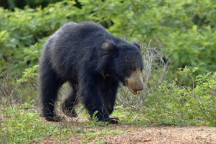 Ella to Yala Safari with Southern Coast Drop — Full-Day Wildlife Tour photo 4