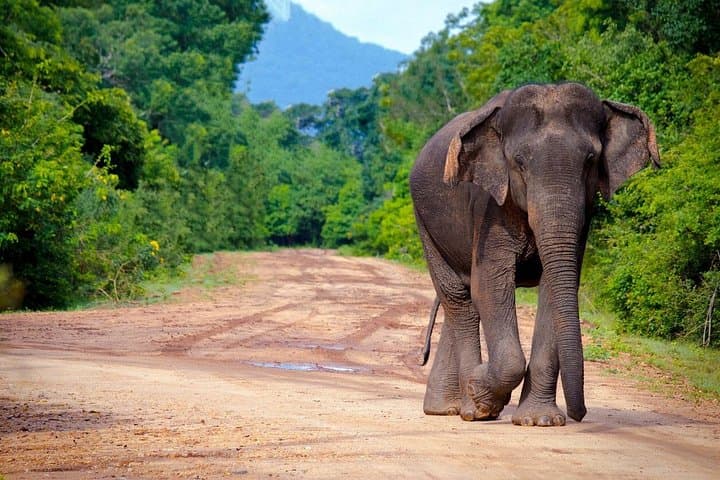Ella to Yala Safari with Southern Coast Drop — Full-Day Wildlife Tour photo 3