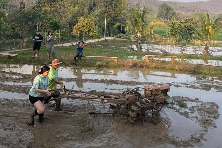 Chiang Mai Half-Day Rice Planting Experience Near Mae Win photo 4