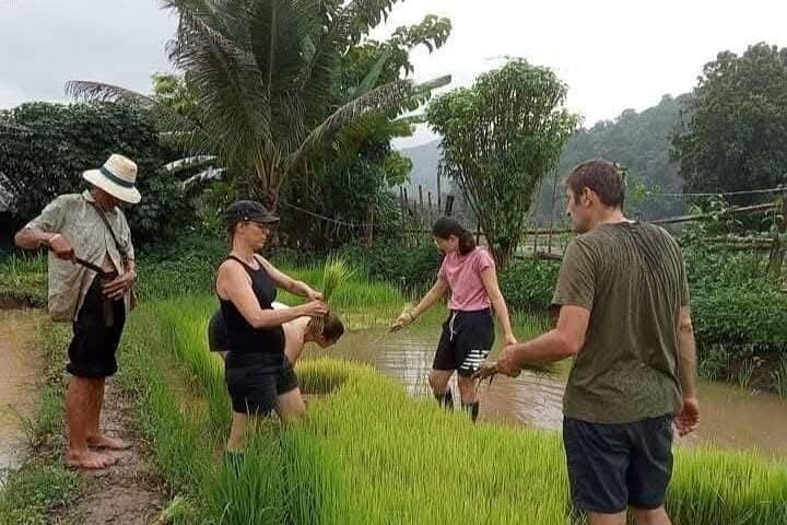 Chiang Mai Half-Day Rice Planting Experience Near Mae Win photo 2