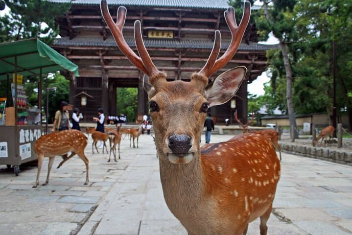 Osaka to Nara: Minoo Falls, Arashiyama Bamboo Grove & Todai-ji Full-Day Tour photo 2