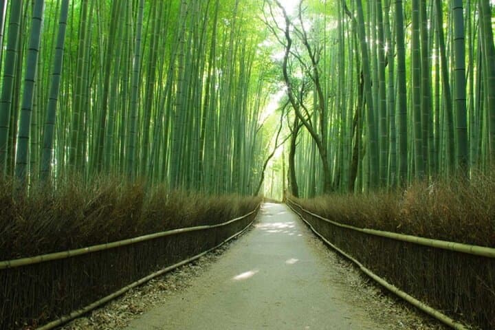 One-Day Kyoto & Nara: Arashiyama Bamboo, Fushimi Inari & Nara Park