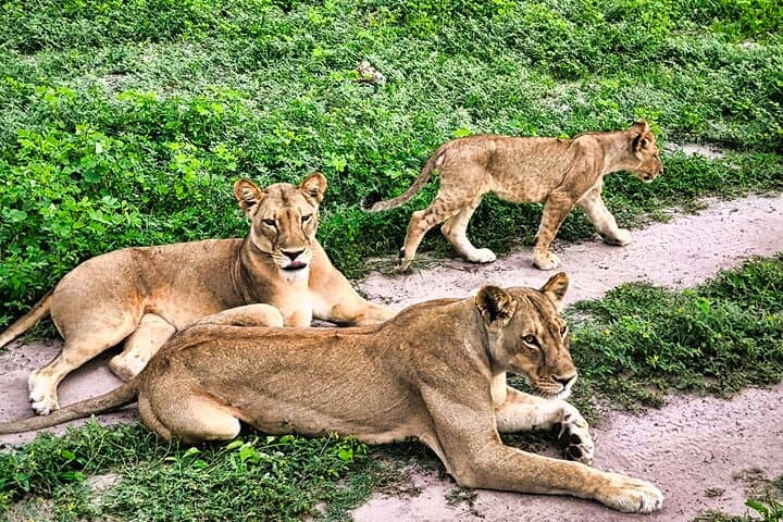 From Roar to River: Chobe’s Sunrise-to-Sunset Safari photo 2