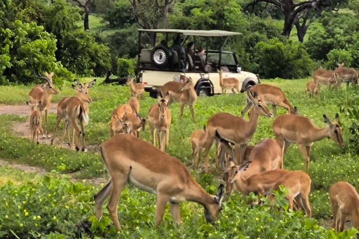 From Roar to River: Chobe’s Sunrise-to-Sunset Safari photo 6