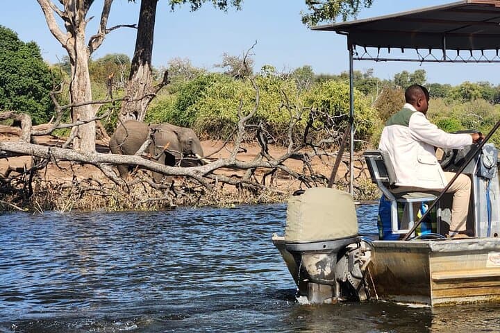 Chobe Signature Safari: Full-Day Land & River Wildlife Experience from Victoria Falls photo 5