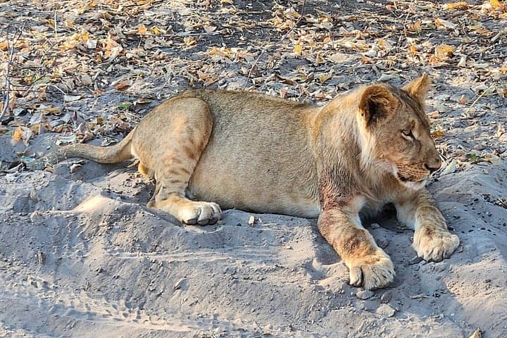 Chobe Intimate Safari: Full-Day Land & River Game Experience from Victoria Falls photo 6