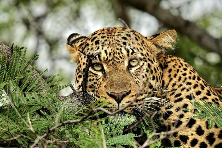 From Roar to River: Chobe’s Sunrise-to-Sunset Safari photo 3