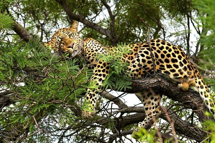 Chobe Signature Safari: Full-Day Land & River Wildlife Experience from Victoria Falls photo 2