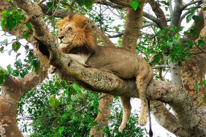 From Roar to River: Chobe’s Sunrise-to-Sunset Safari photo 4