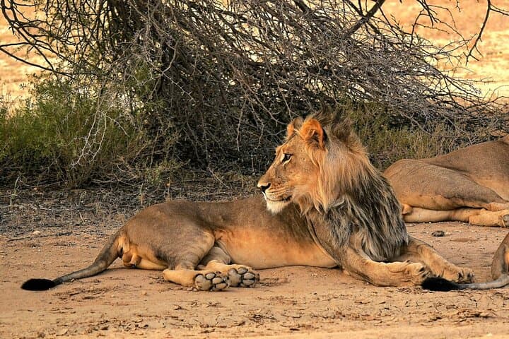Chobe Quadripoint Predator Safari: Lions, Leopards & Chobe River Cruise photo 6