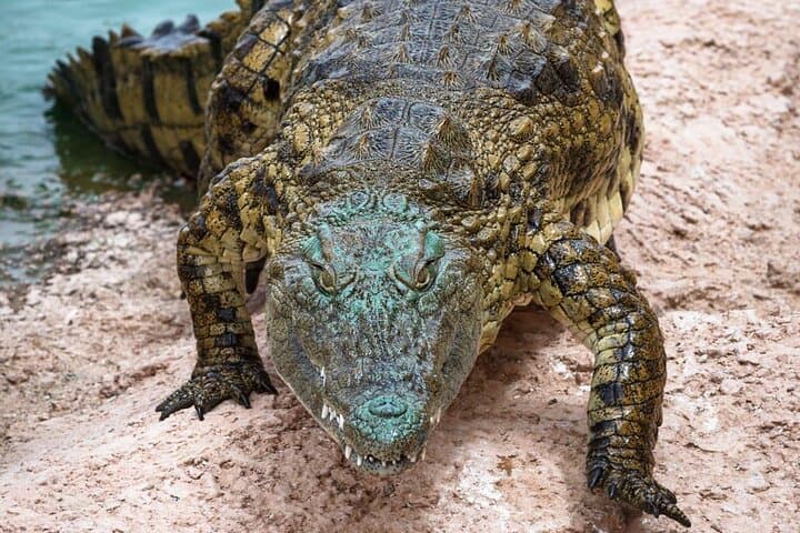 Quad Bike Safari in Agadir & Crocoparc: Argan-Goats and Nile Crocodiles photo 3
