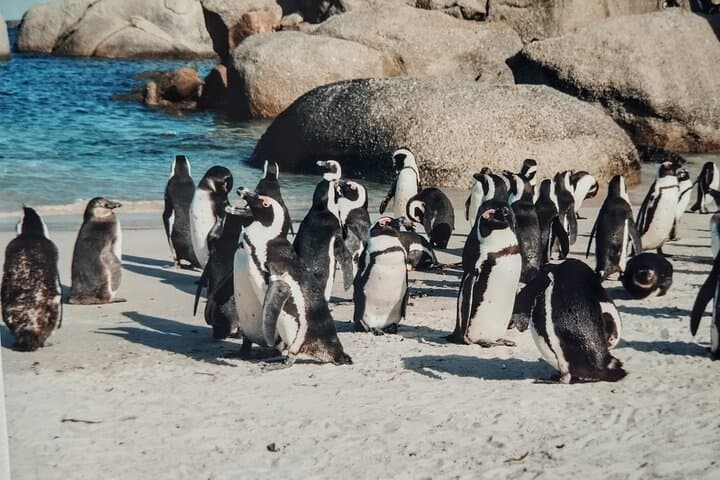 Half-Day Cape Point and Boulders Beach Penguin Tour from Cape Town photo 2