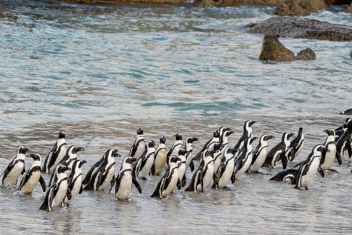Half-Day Cape Point and Boulders Beach Penguin Tour from Cape Town photo 6