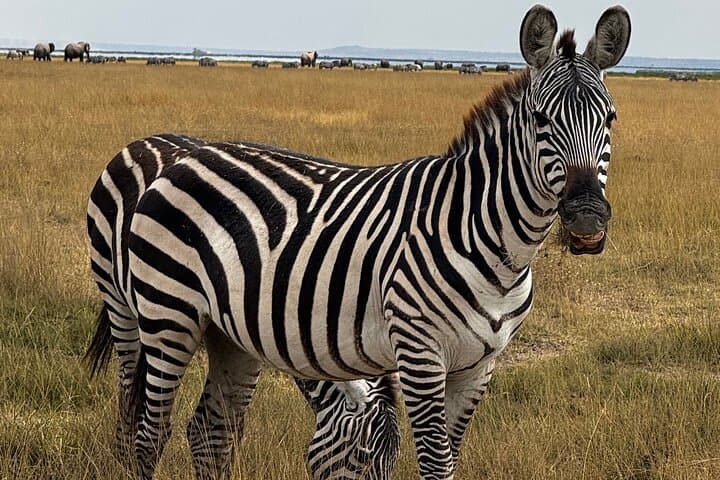 Private 3-Day Maasai Mara Safari — Luxury Camp, 4x4 Game Drives & Maasai Village photo 5