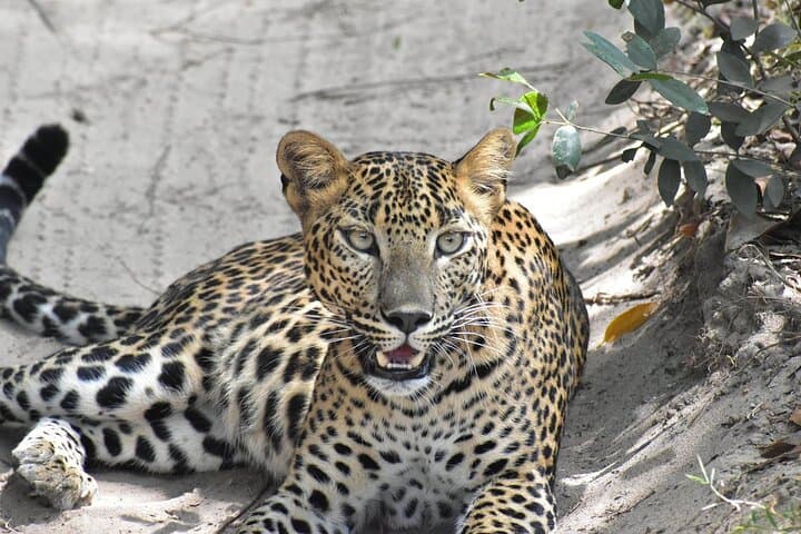 Wilpattu National Park Private Safari: Leopard Watching and Willu Lakes in Sri Lanka