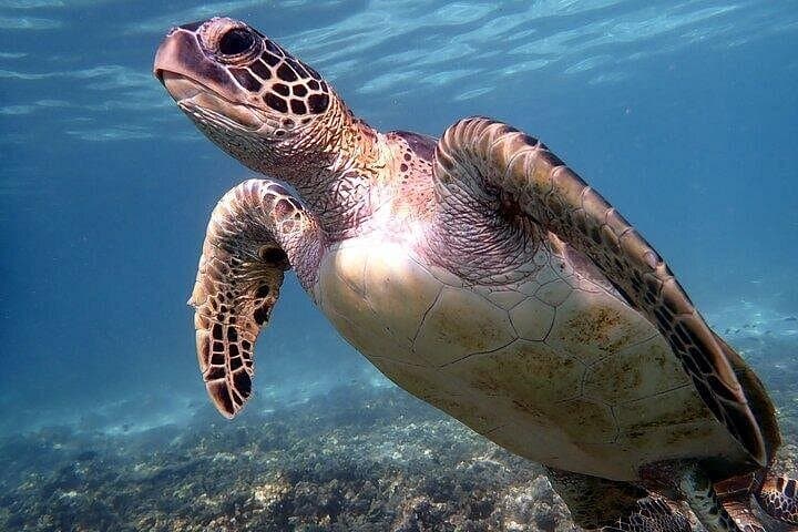 Daymaniyat Islands Snorkeling: Private Boat Trip from Al Seeb Marina photo 3