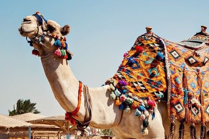 Dromedary in Agafay: Half-Day Camel Ride from Marrakech photo 6