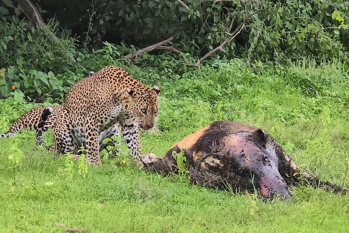 Ella, Yala & Mirissa: 2-Day Hill-Country & Yala Safari Escape photo 1