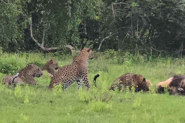 Ella, Yala & Mirissa: 2-Day Hill-Country & Yala Safari Escape photo 2