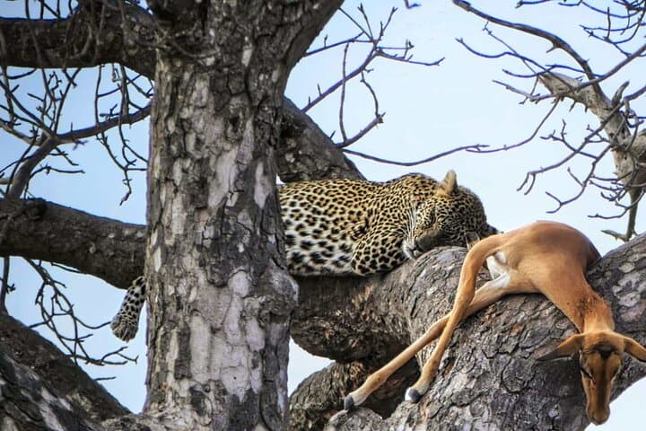 Chobe Quadripoint Predator Safari: Lions, Leopards & Chobe River Cruise photo 3