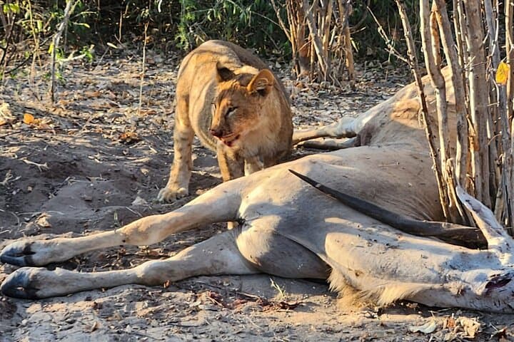 Chobe Signature Safari: Full-Day Land & River Wildlife Experience from Victoria Falls