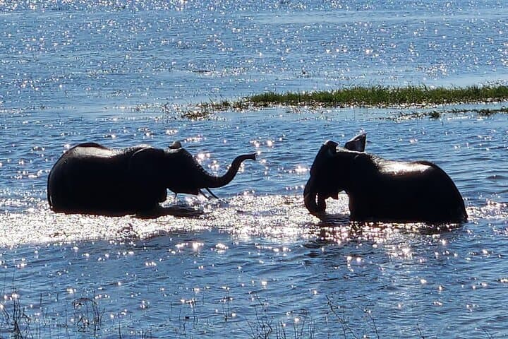 Chobe Signature Safari: Full-Day Land & River Wildlife Experience from Victoria Falls photo 4