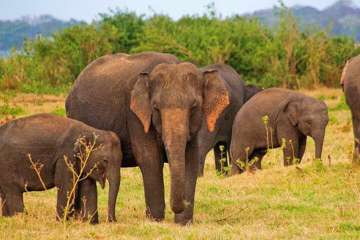 Private 3-Day Car and Van Tour from Negombo — Private Driver in Sri Lanka photo 2