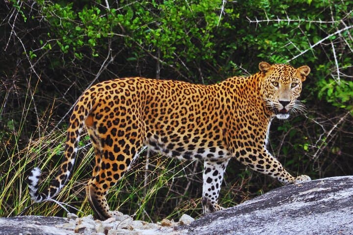 Private 3-Day Car and Van Tour from Negombo — Private Driver in Sri Lanka photo 4