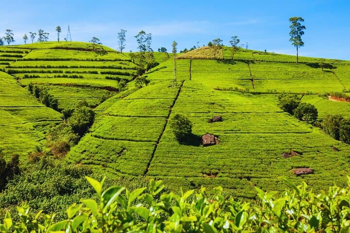 Private 3-Day Car and Van Tour from Negombo — Private Driver in Sri Lanka photo 1
