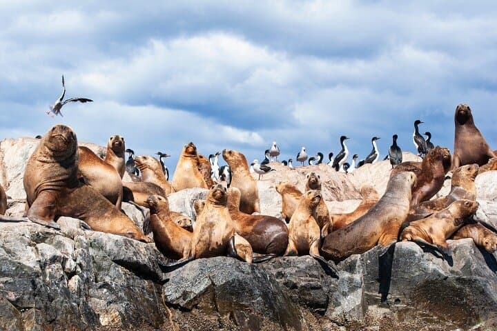 Penguin Cruise to Martillo Island, Beagle Channel from Ushuaia photo 4