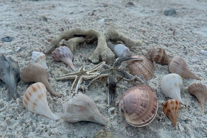 Ten Thousand Islands Sunset, Beach & Eco Boat Tour — Naples Mangrove Shelling Excursion photo 3