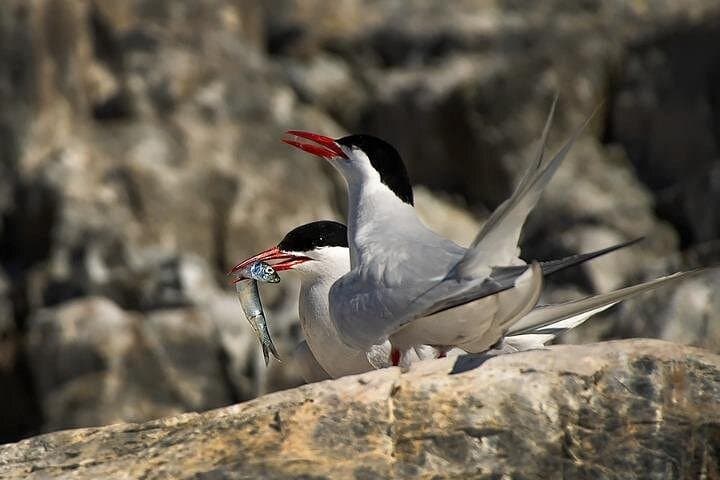 Sailing the Beagle Channel: Exclusive Ushuaia 'End of the World' Experience photo 2