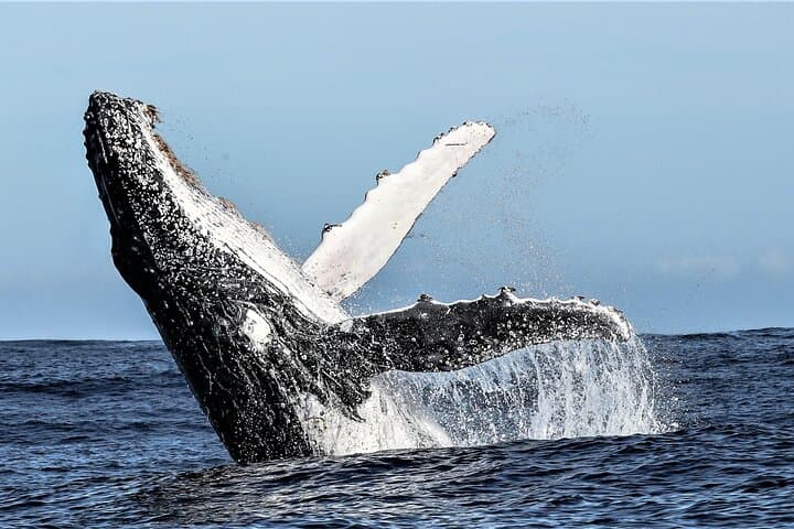 Cape Town to Kruger: 8-Day Fly-In Safari from Table Mountain to Big Five photo 2