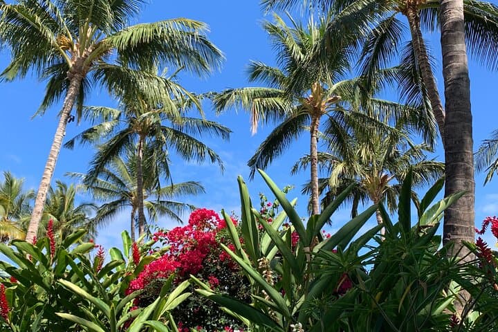 Escape Waikīkī to Oahu's North Shore: Dole Whip, Turtles & Local Eats