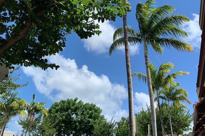 Escape Waikīkī to Oahu's North Shore: Dole Whip, Turtles & Local Eats photo 2